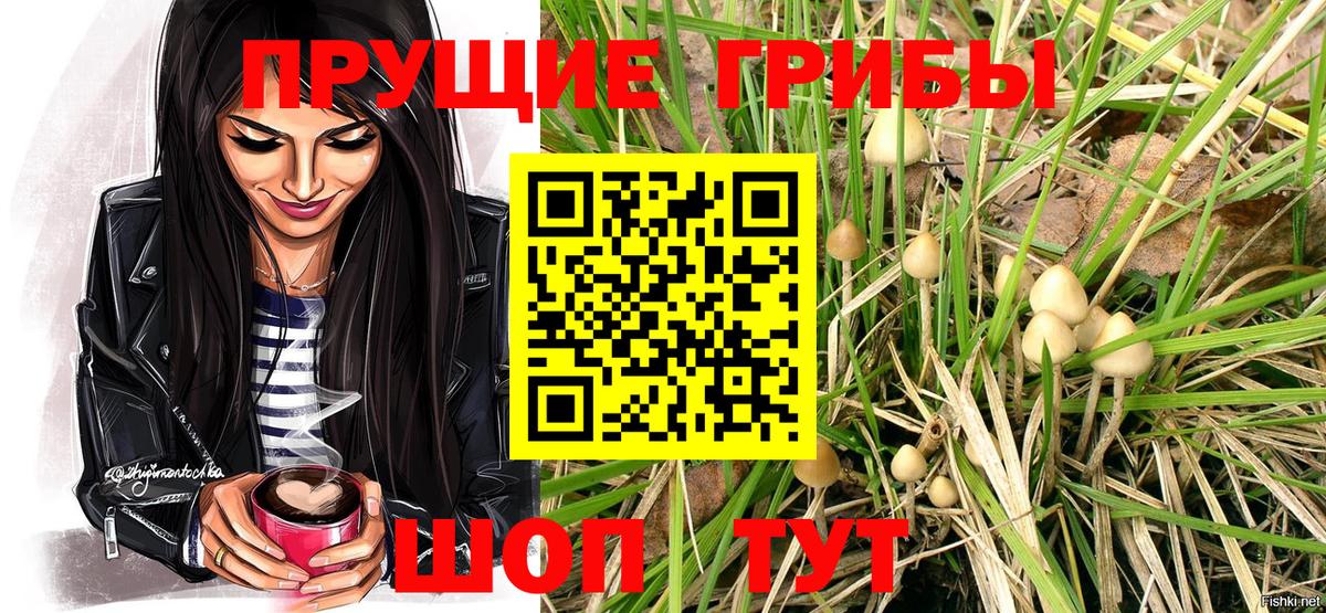 купить закладку  Вход с VPN  Алексин  Псилоцибиновые грибы Psilocybe 