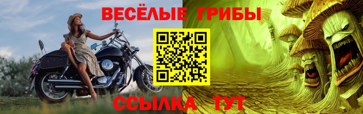 Галлюциногенные грибы Psilocybe Алексин